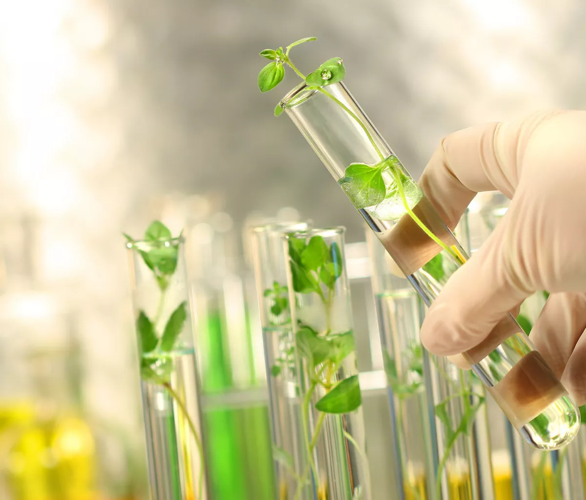 Clover Cardanol & ISCC Certification: Committing to "Green Chemistry" for a Sustainable Future